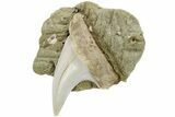 Hooked Mako Shark Tooth Fossil On Sandstone - Bakersfield, CA #223741-1